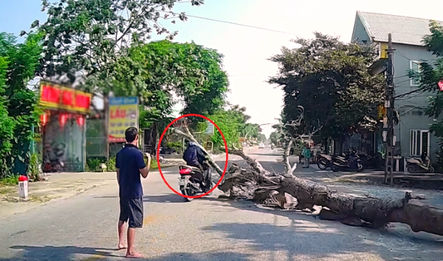 Cưa cây rồi xảy ra chuyện đau lòng, người đi đường tử vong: Chủ nhà nói gì?